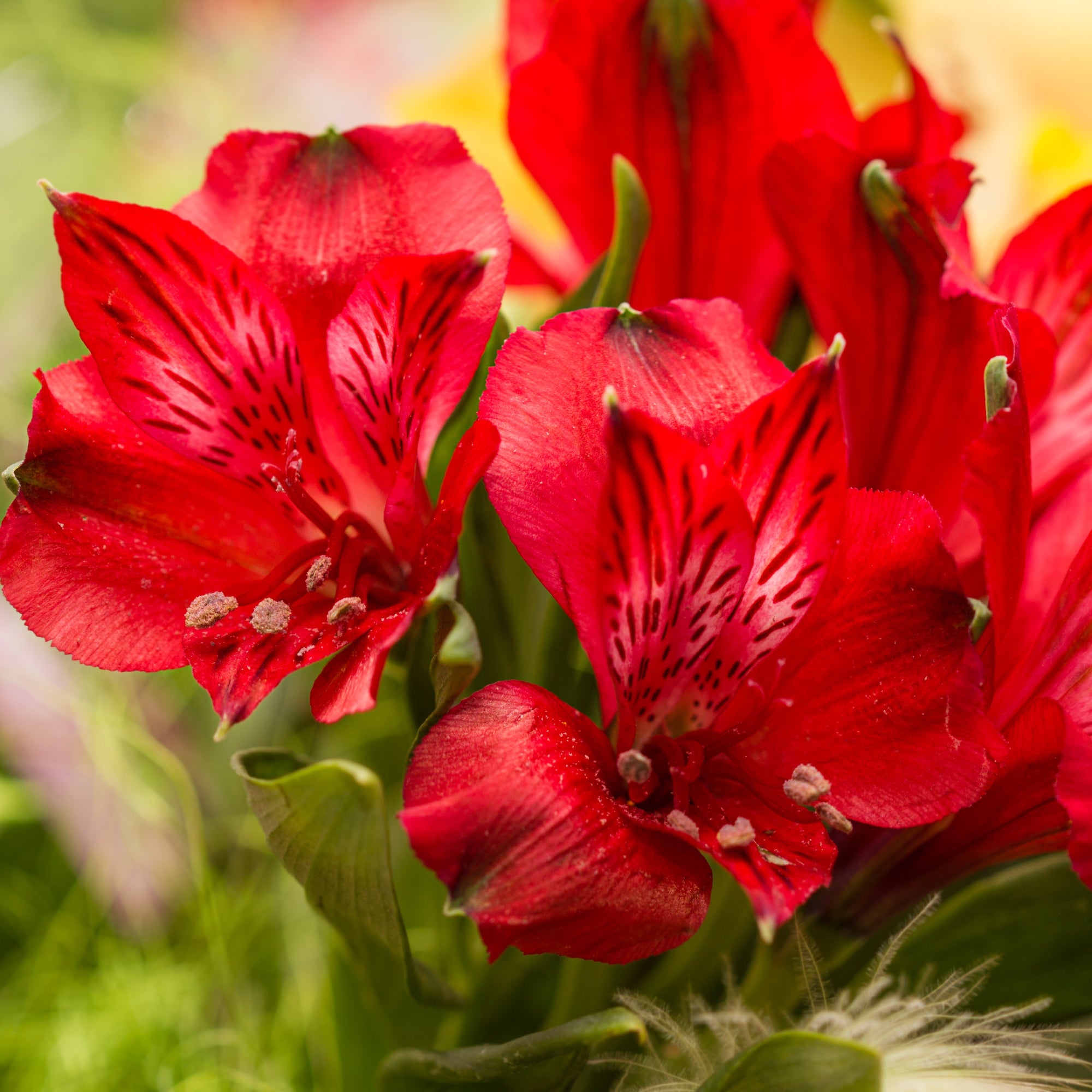 Beautiful Peruvian Lily | Alstroemeria Plants For Sale Online – Easy To ...