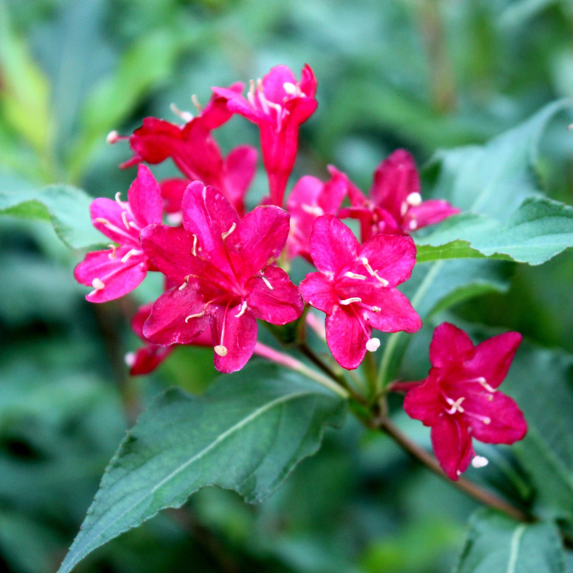 close up of Weigela blooms
