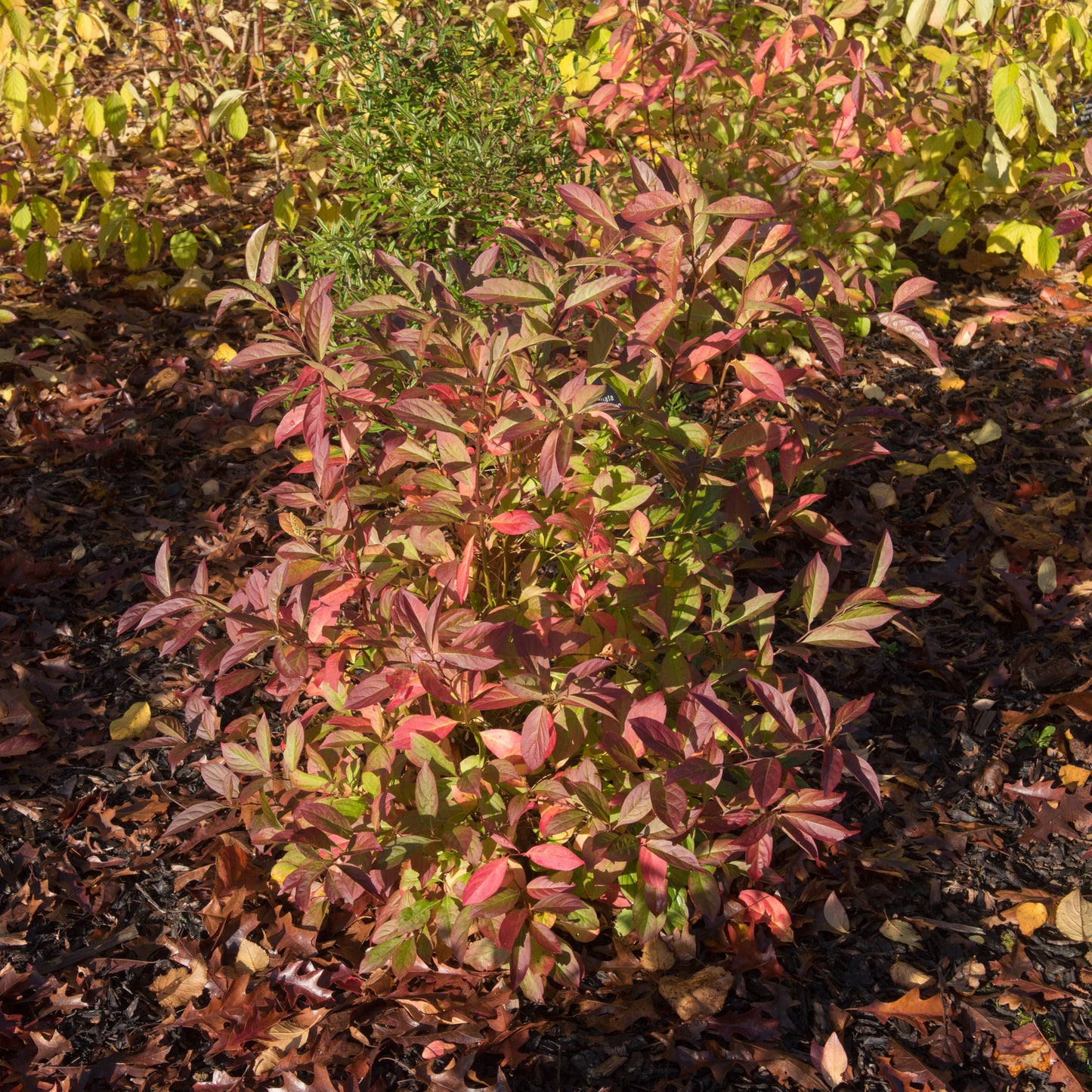 Itea First Editions® Love Child® Sweetspire close up