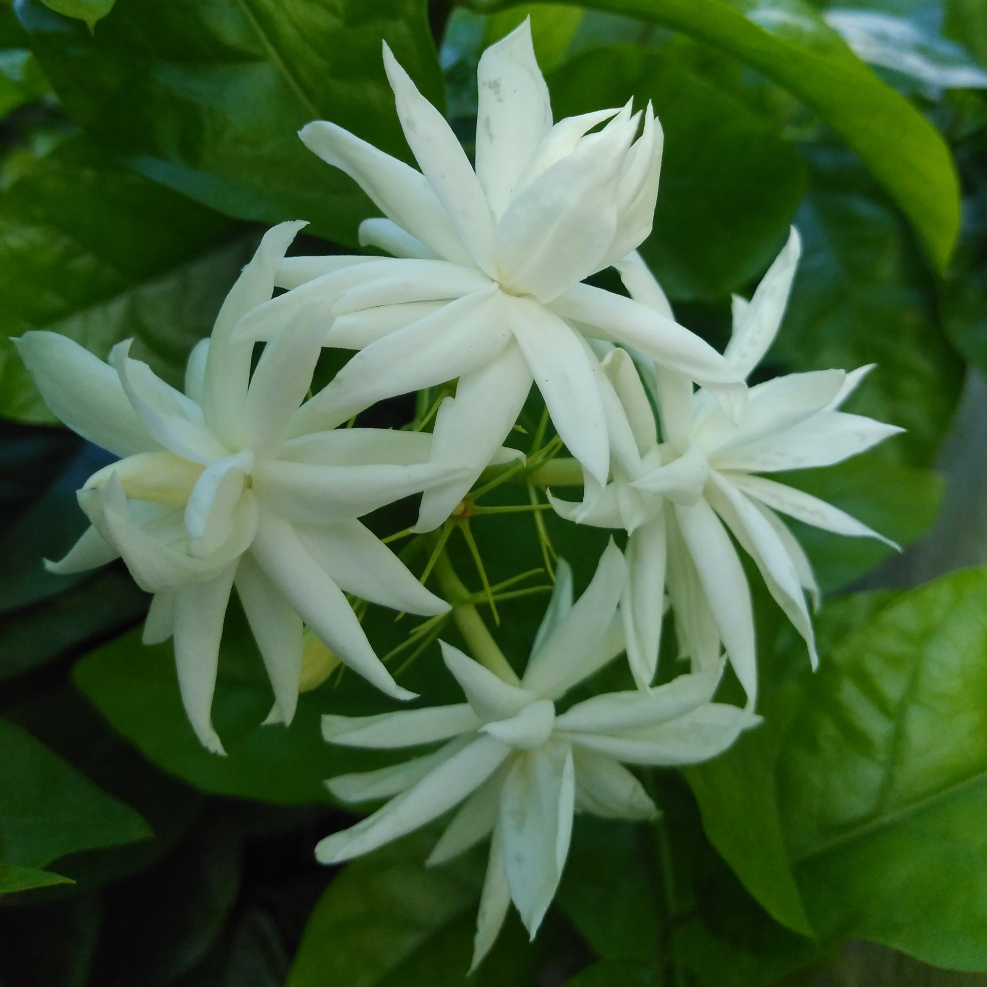 Jasmine Sambac Belle of India in Bloom
