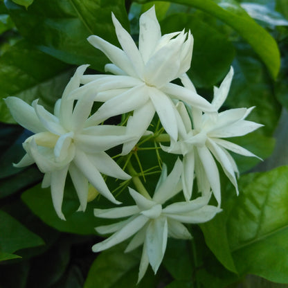 Jasmine Sambac Belle of India in Bloom
