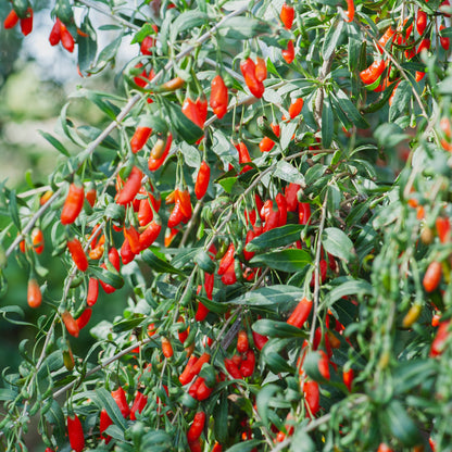 Goji Berry in bloom