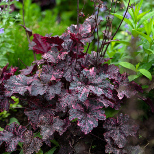 Heuchera Midnight Rose in the garden