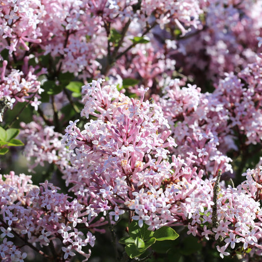 Lilac Miss Kim in the garden