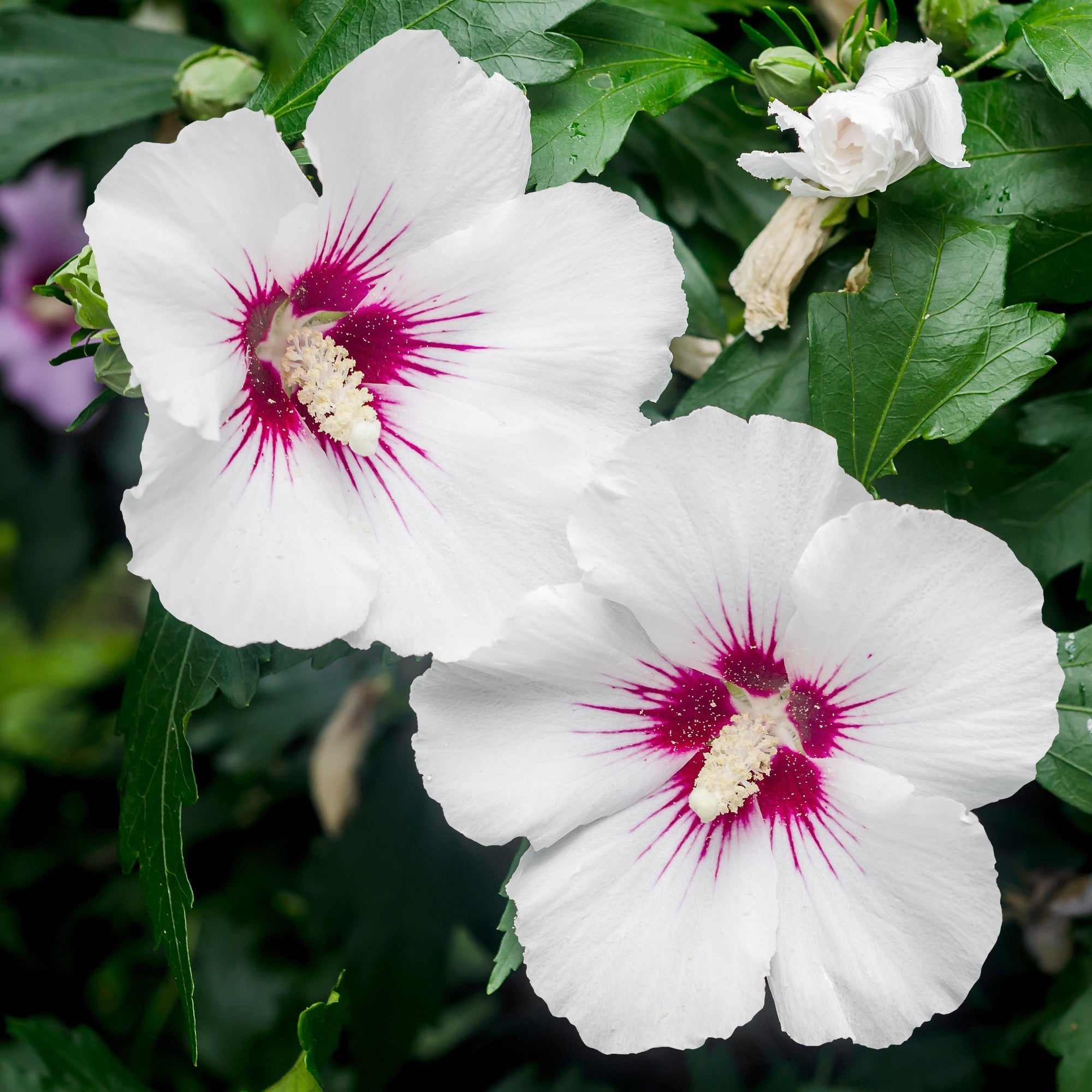 Hibiscus First Editions Bali