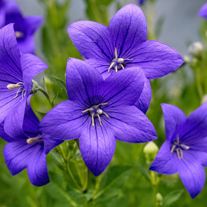 Platycodon in the garden 