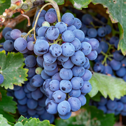 Grape Concord (Seedless) in the garden