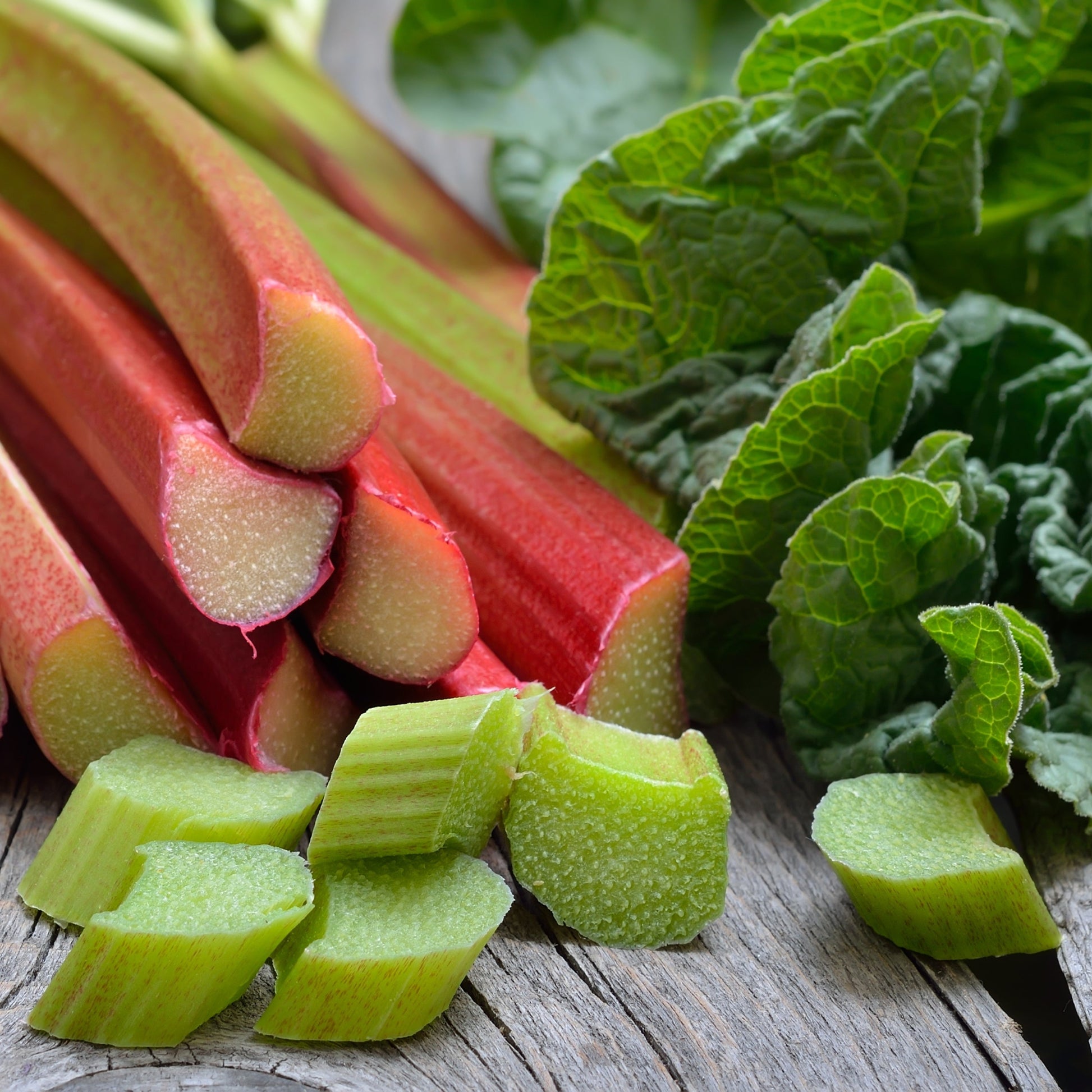 potted rhubarb plants Easy to Grow Bulbs Rhubarb Canada Red Potted Plant 2 Pack