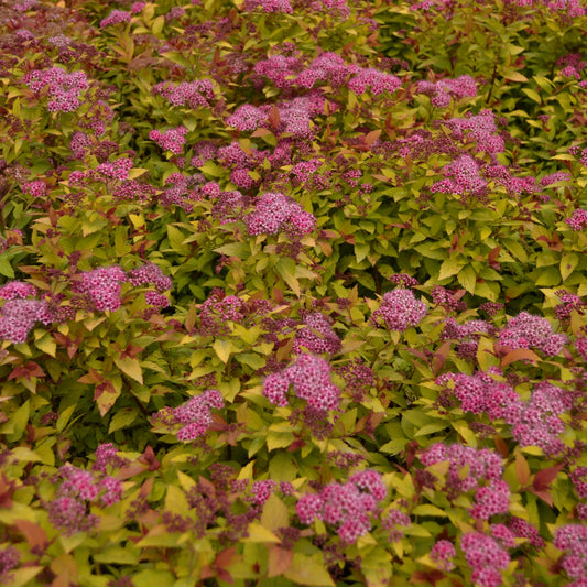 Spiraea Magic Carpet Pink in the garden