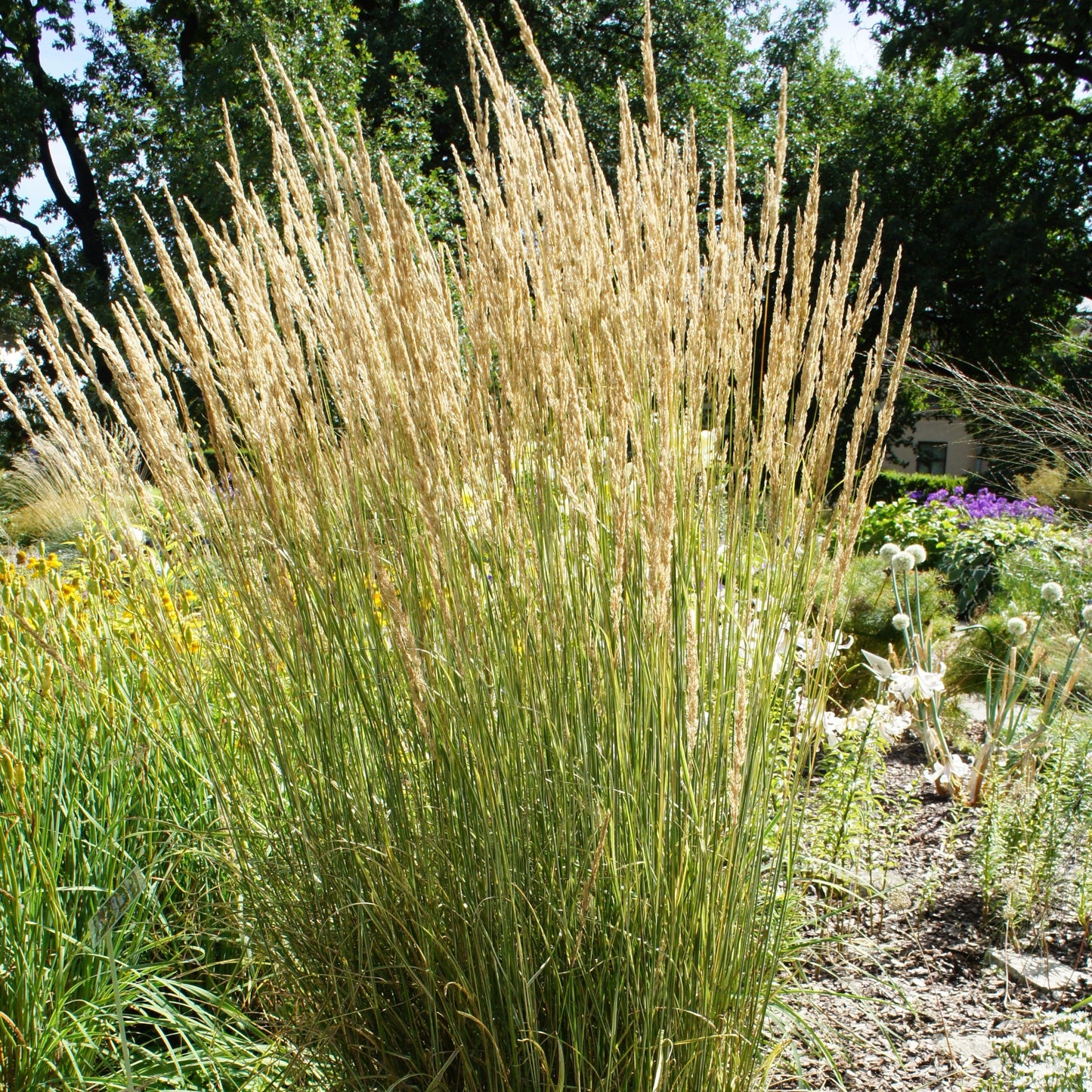 feather reed grass growing in garden