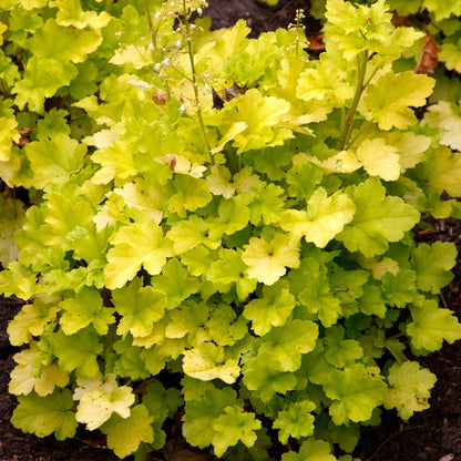 Heuchera Lime Marmalade in the garden