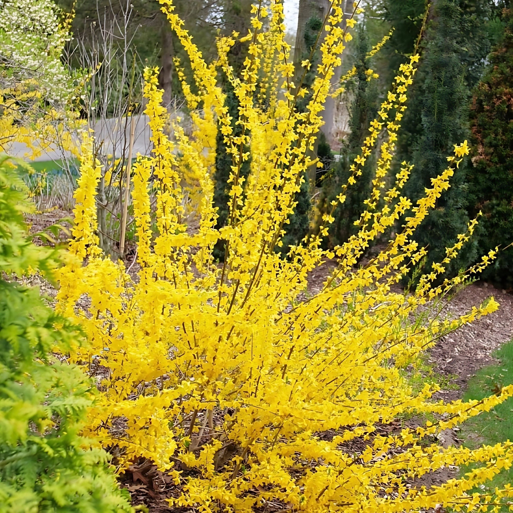 Forsythia First Editions Spring Fling in bloom