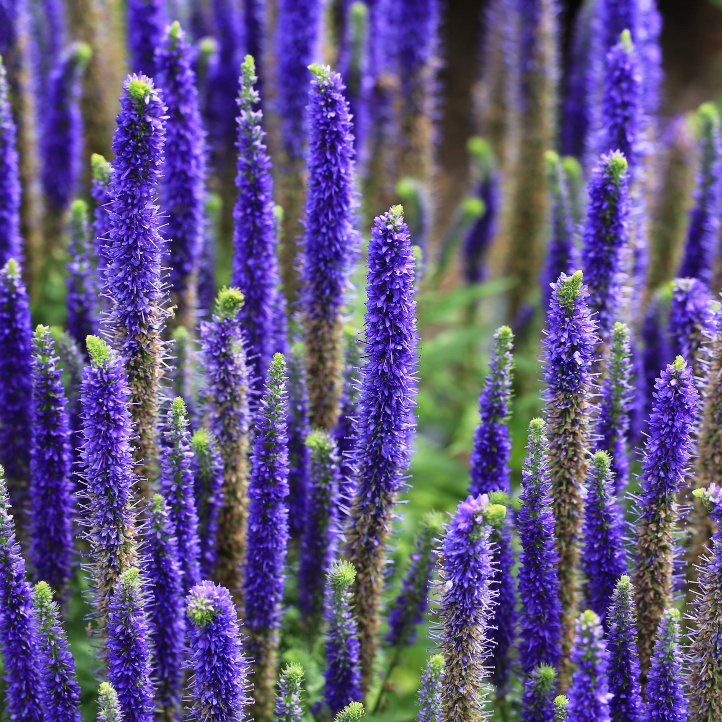 Salvia Lyrical Blues in the garden