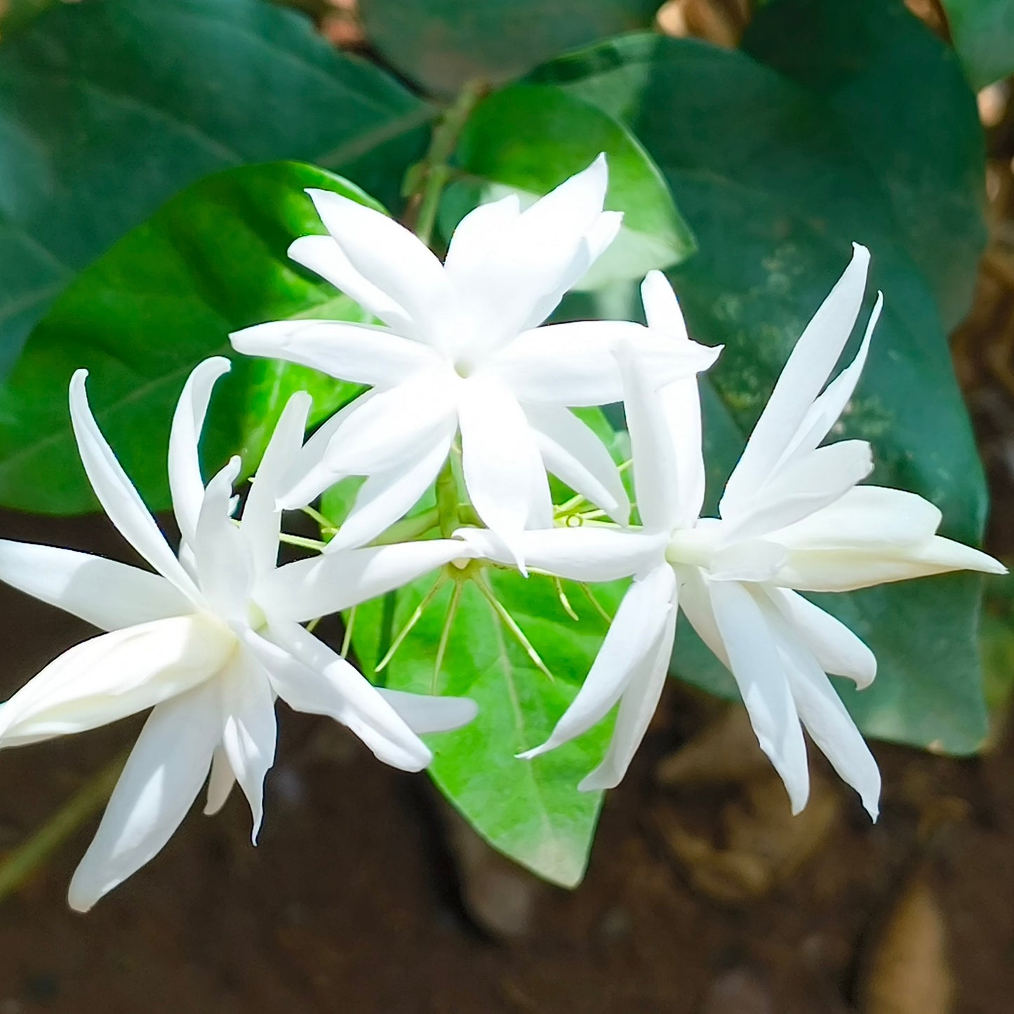 Jasmine Sambac Belle in the garden