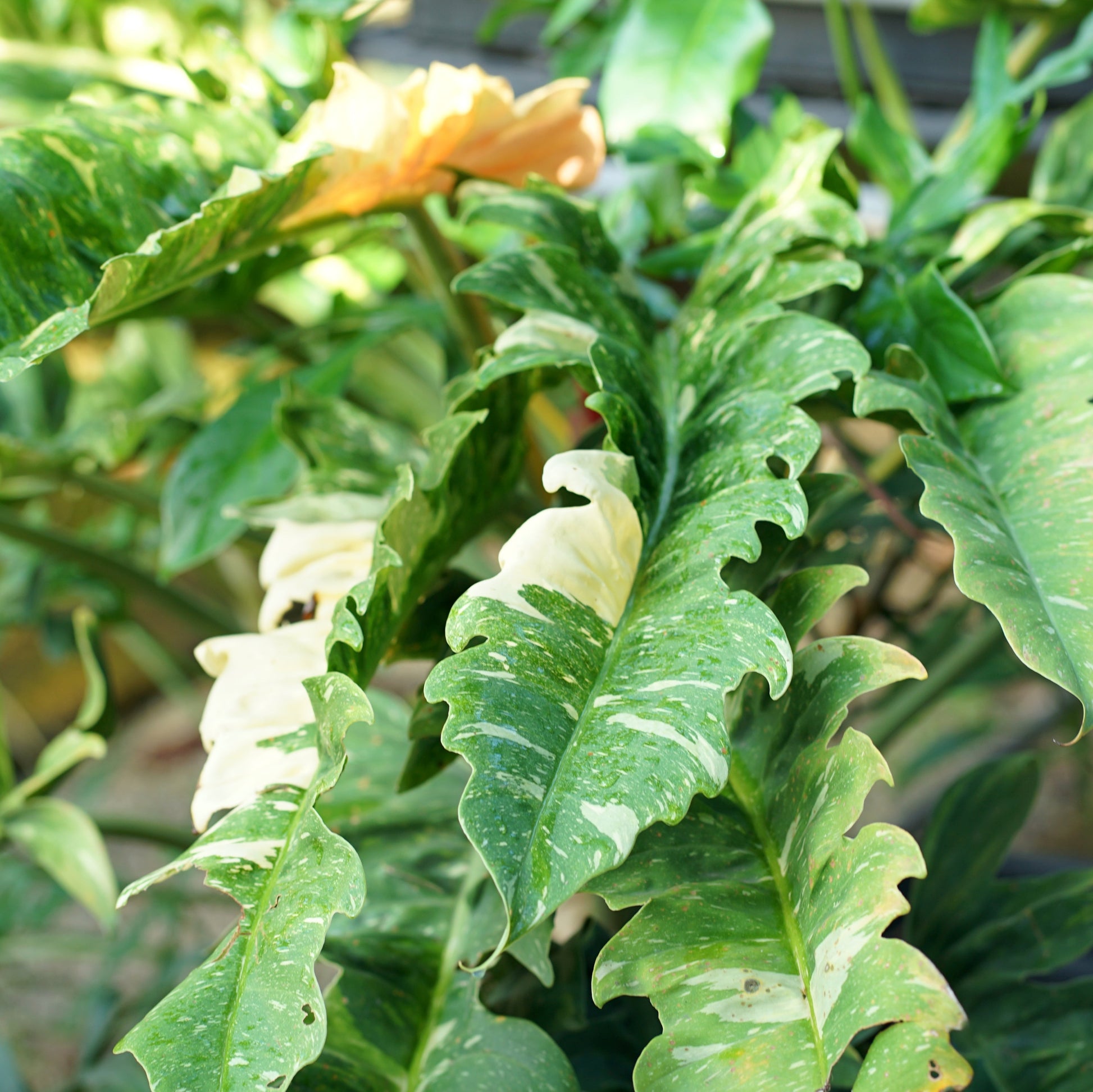 Philodendron Ring of Fire Houseplant inside a house