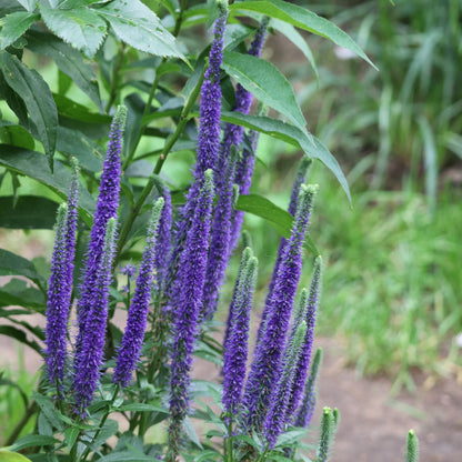 Salvia Lyrical Blues with green leaves