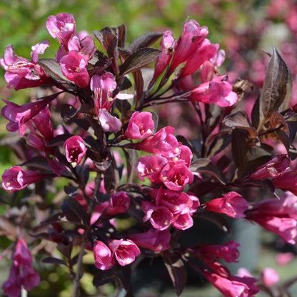 Weigela First Editions® Shining Sensation™ in bloom