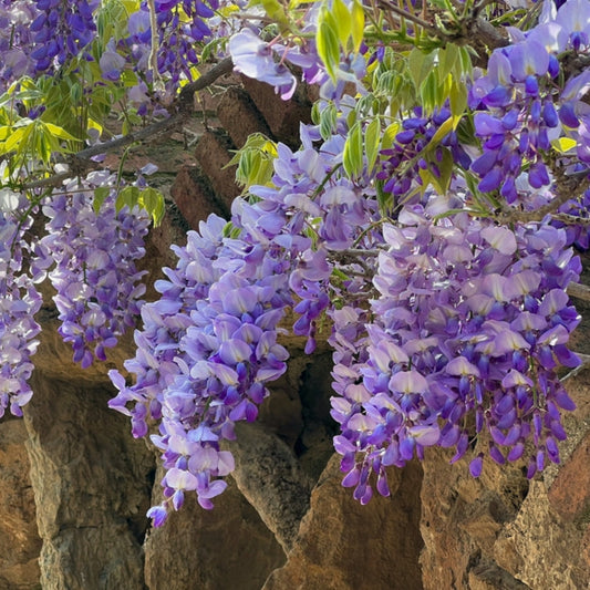 Wisteria First Editions® Summer Cascade™ in the garden