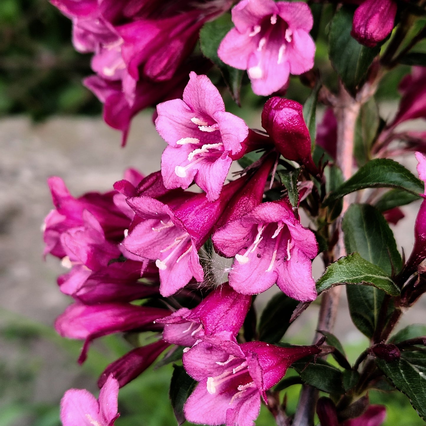 Weigela First Editions® Shining Sensation™ in the garden
