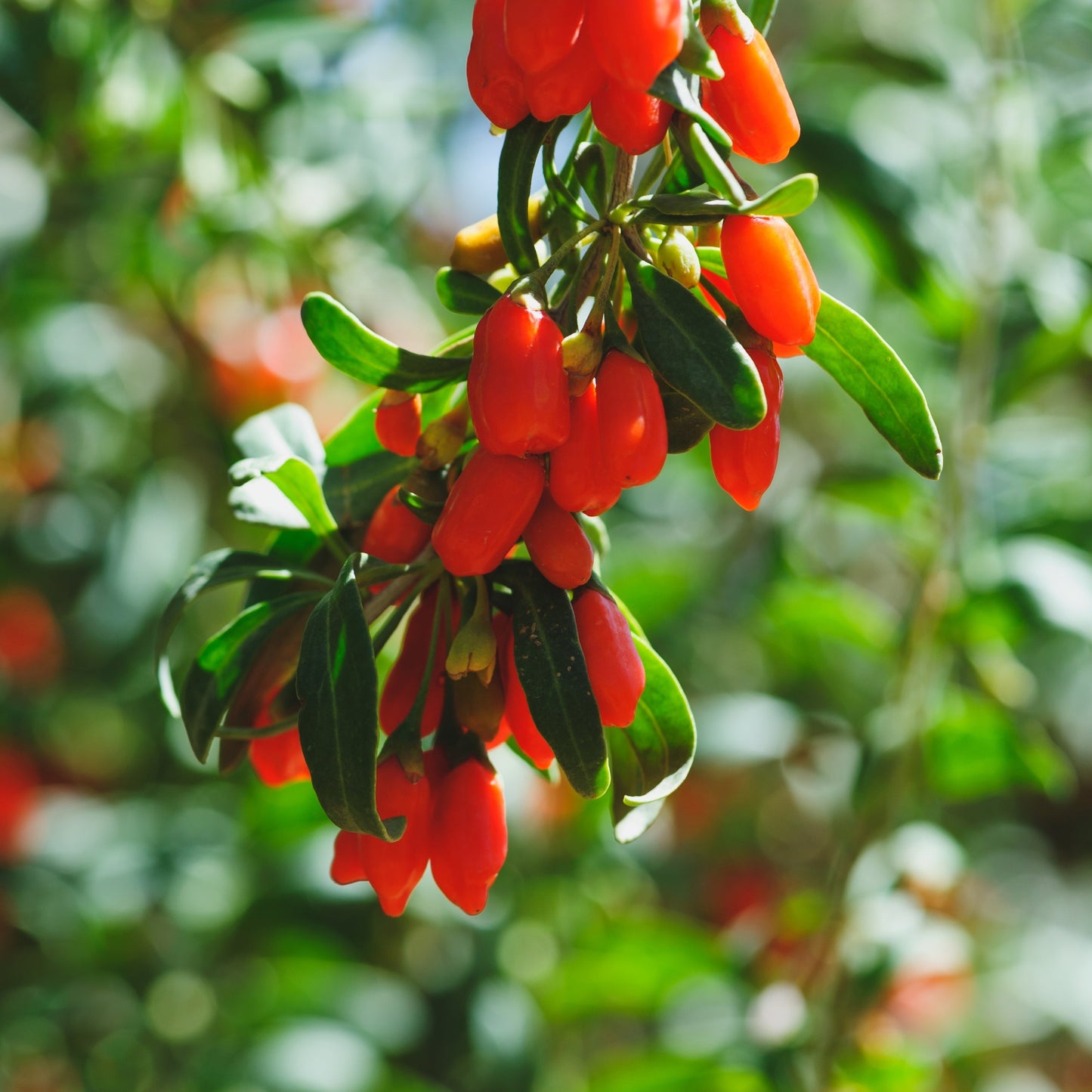 Goji Berry in the garden