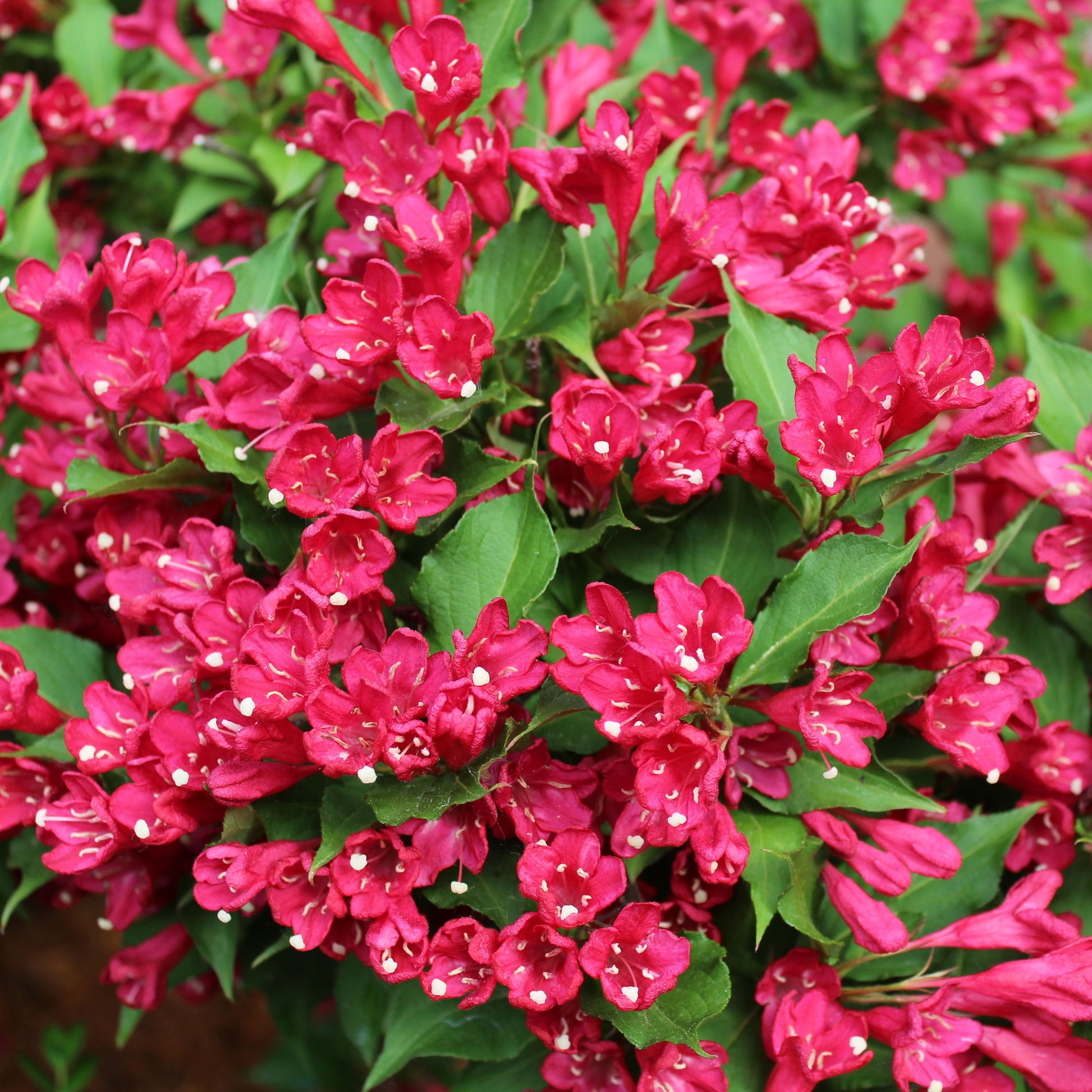 Weigela blooming with reddish-pink flowers