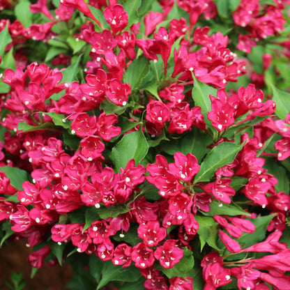 Weigela blooming with reddish-pink flowers