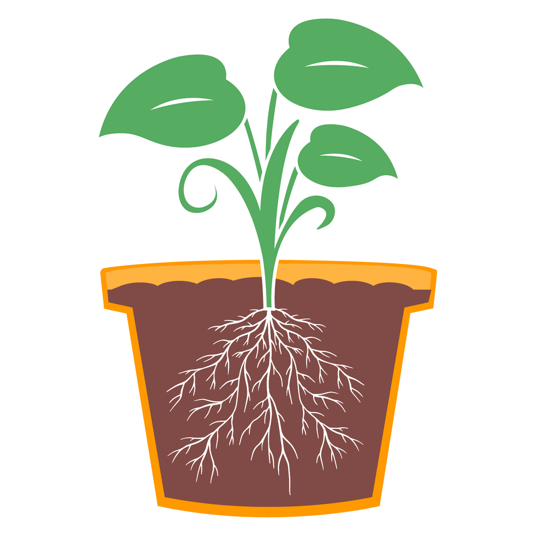 Beginner's Guide to Gardening Planting Tips, Plant Structures, and