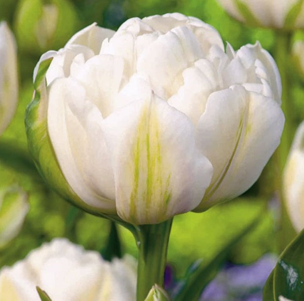 Romantic Double Tulip Bundle