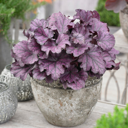Heuchera Forever Purple in a pot