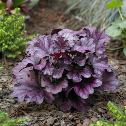 Heuchera Forever Purple in the garden