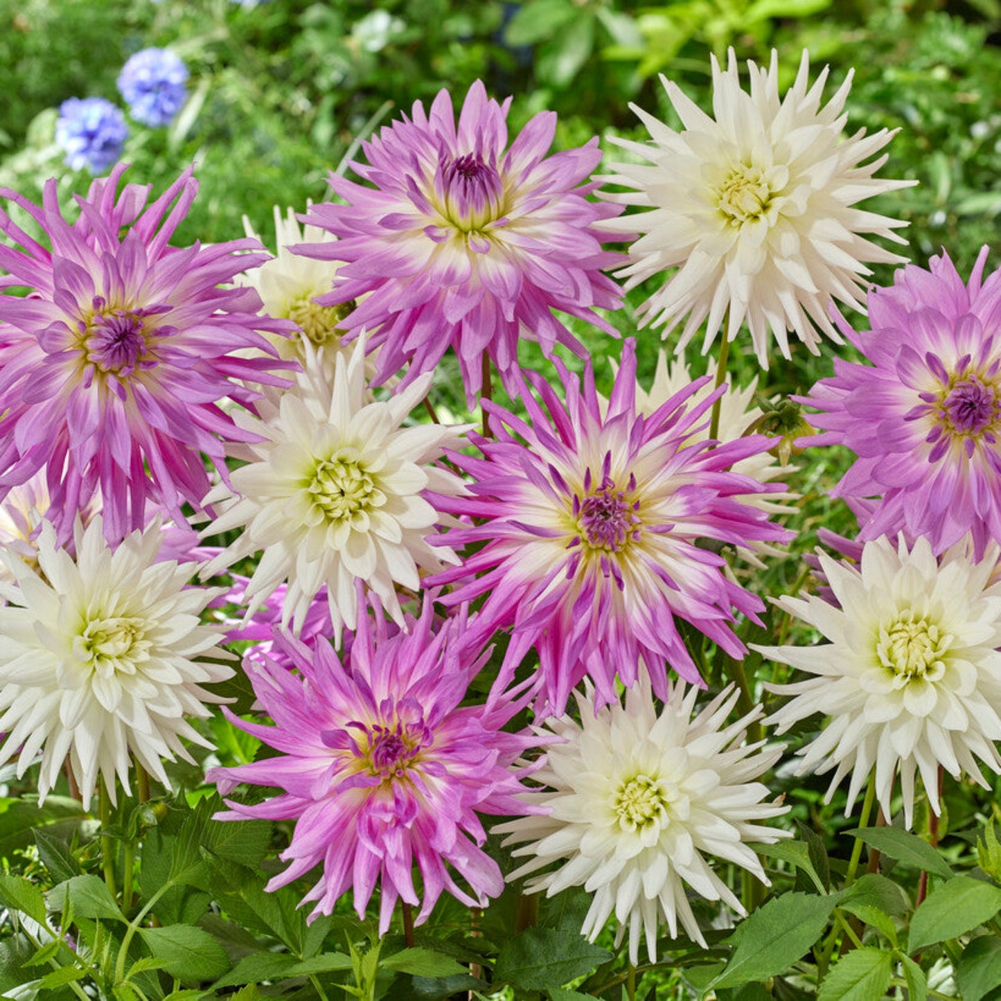 Dahlia Living in Harmony in the garden