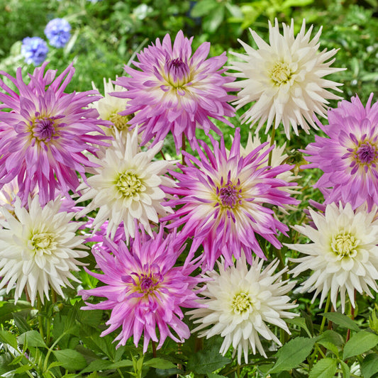 Dahlia Living in Harmony in the garden
