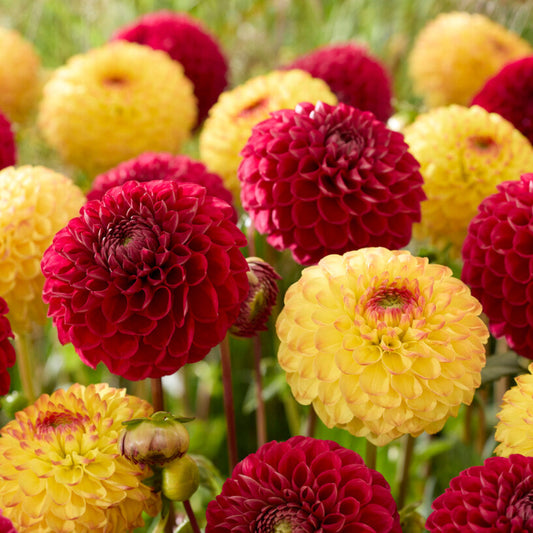 Dahlia Sunset Blaze Mix in the garden