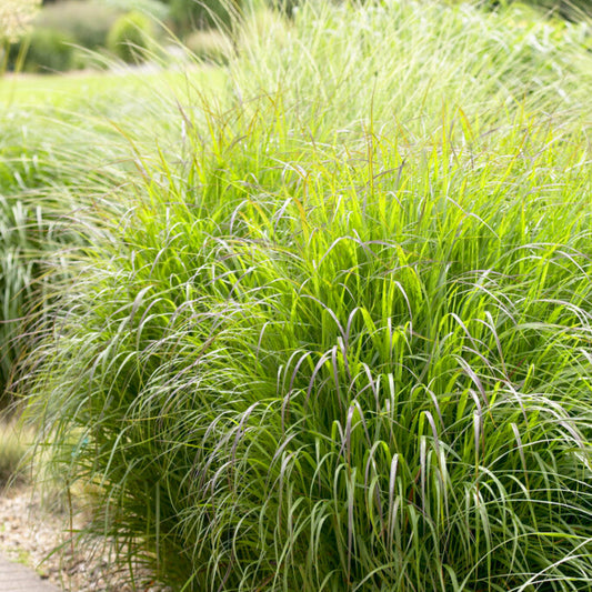 Panicum virgatum Shenandoah Grass in the garden
