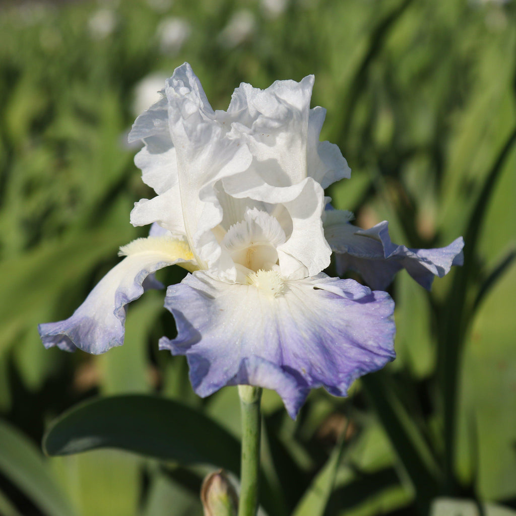 Blue and White Fragrant Reblooming Bearded Iris For Sale – Easy To Grow