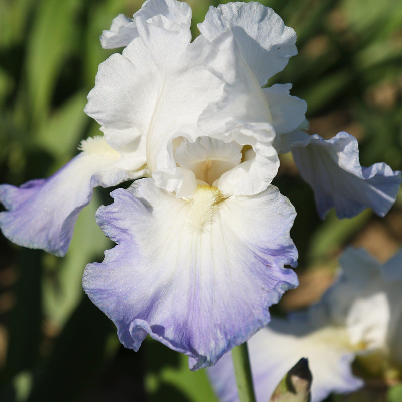 Side View of Iris Clarence Flowers
