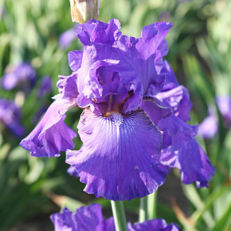 Purple Bearded Iris His Royal Highness