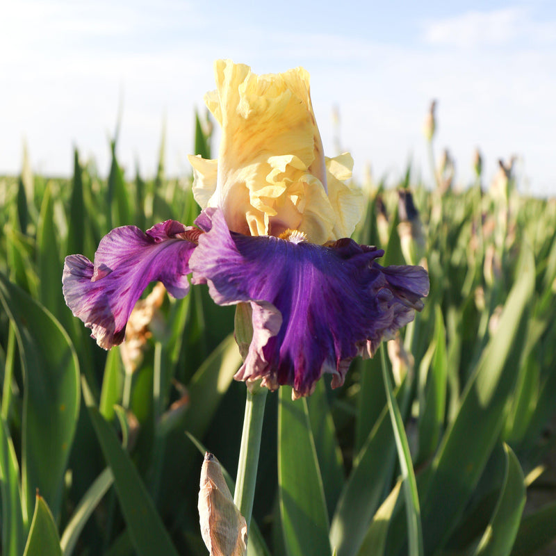 Purple and Yellow Jurassic Park Reblooming Bearded Iris