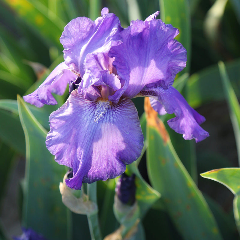 Beautiful Purple Reblooming Bearded Iris His Royal Highness
