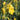 Side View Reblooming Bearded Iris Pleasant Peasant