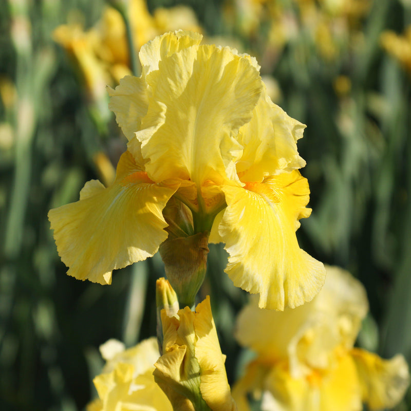 Golden Yellow Reblooming Iris Reblooming Pleasant Peasant