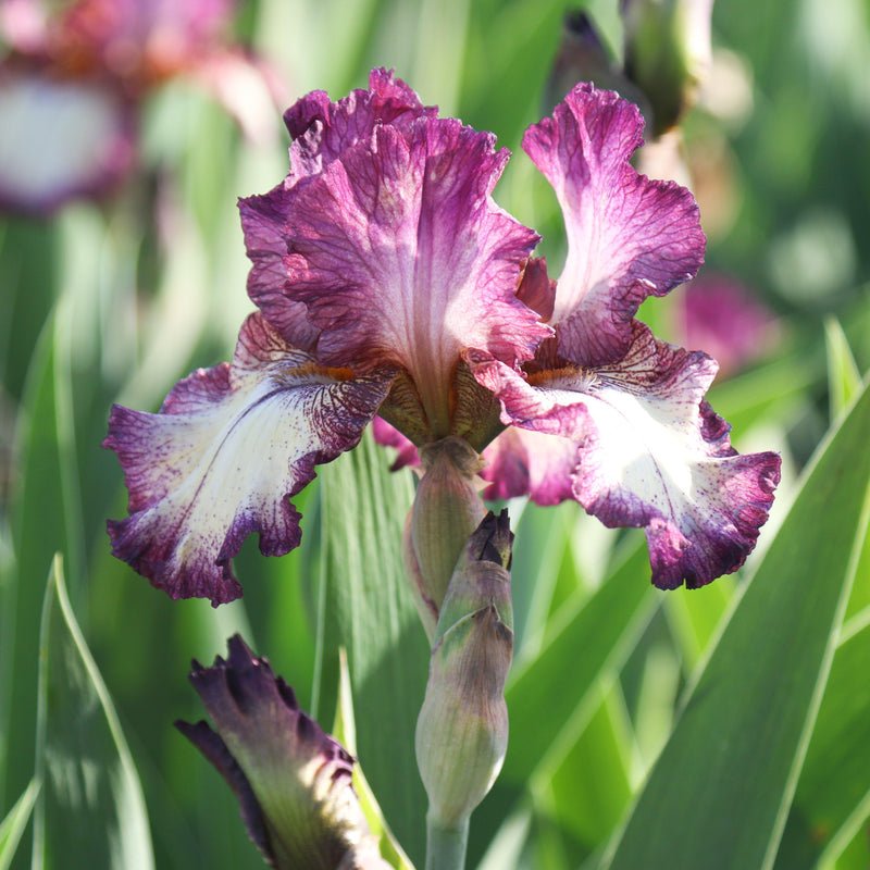 Iris Innocent Star Side View of Petals