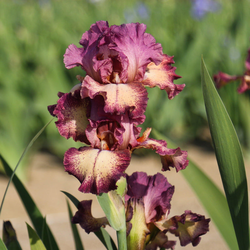 Multiple Reblooming Bearded Iris Rockstar Blooms