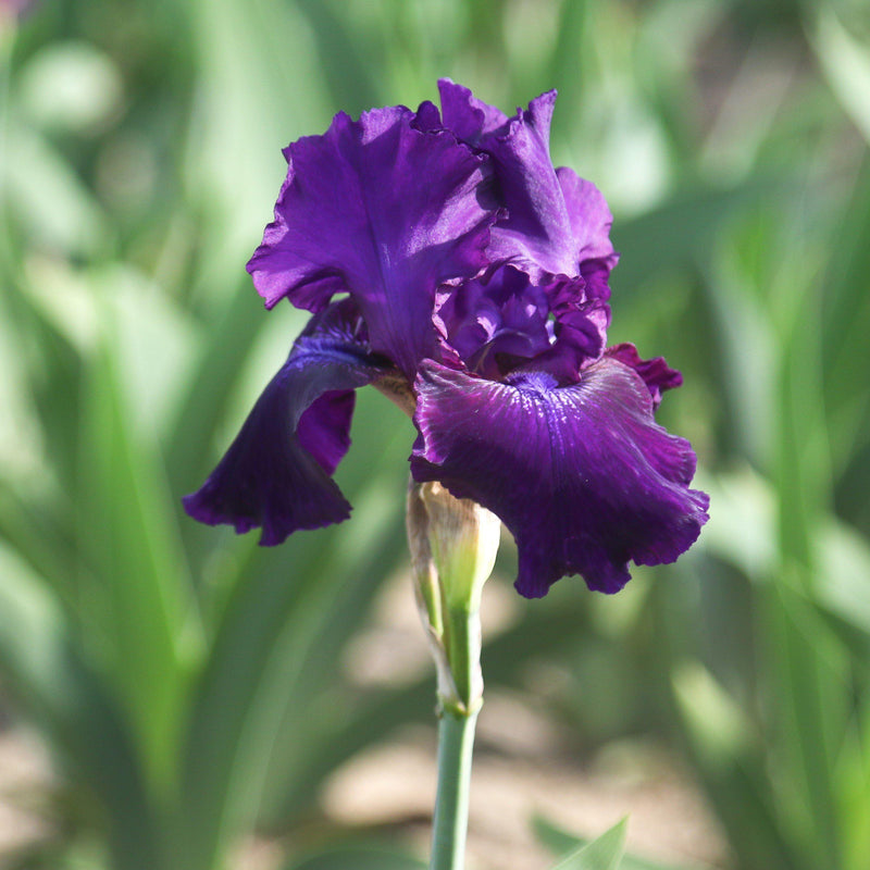 Single Flower Iris Rosalie Figge 