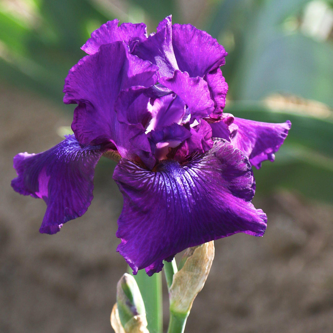 Reblooming Bearded Iris Bulbs for Sale | Large Iris Rhizomes – Page 2 ...