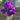 Purple Reblooming Bearded Iris Rosalie Figge 