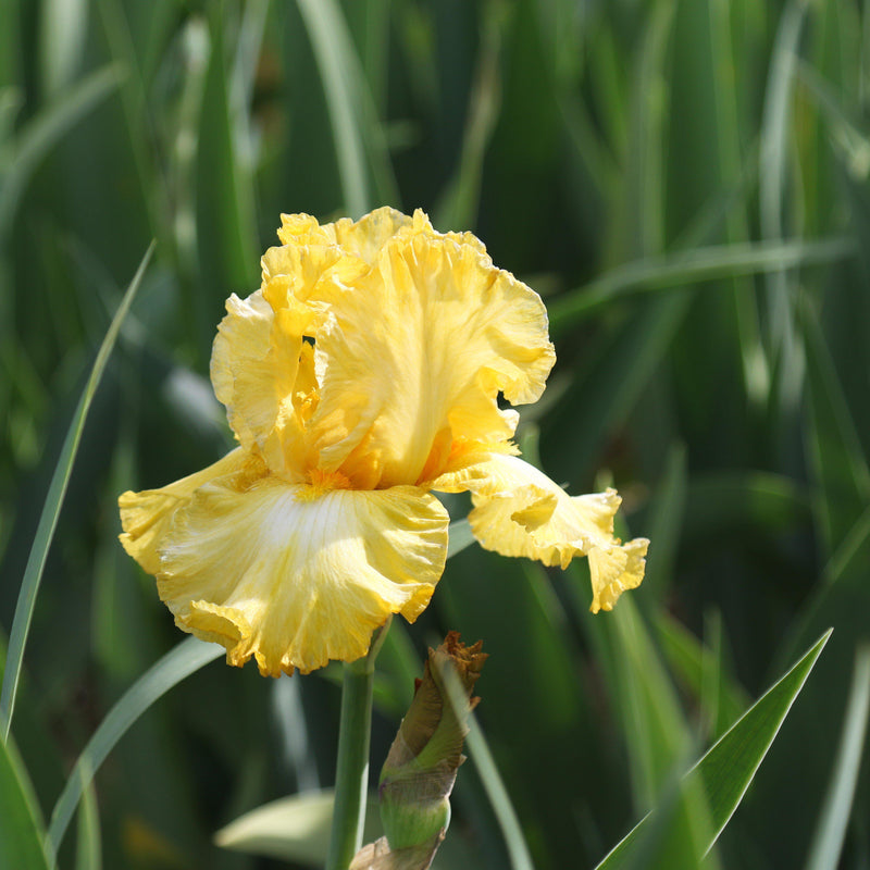 Yellow and Cream Reblooming Bearded Iris Eggnog