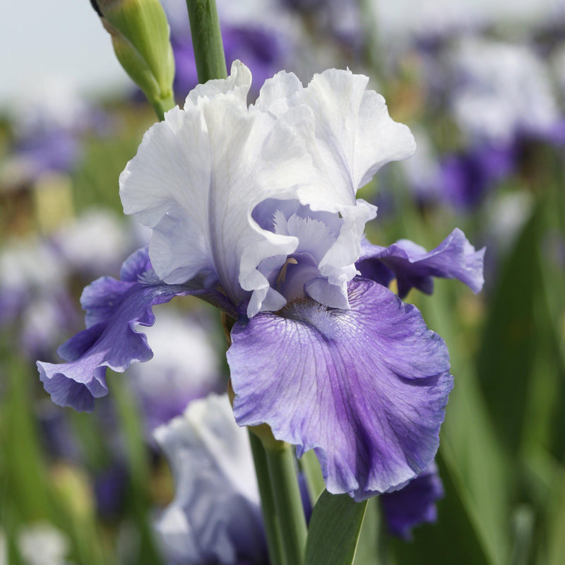 Purple and White Reblooming Iris Mariposa Skies Petals