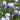 Multiple Mariposa Skies Iris Flowers