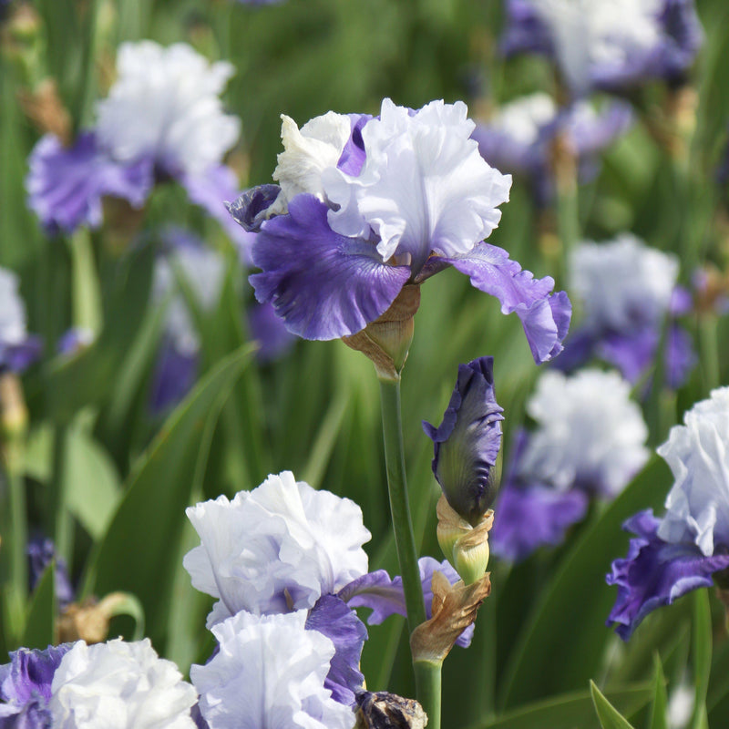 Multiple Mariposa Skies Iris Flowers